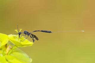 Para ampliar Gasteruption sp (Avispa parásita) hacer clic