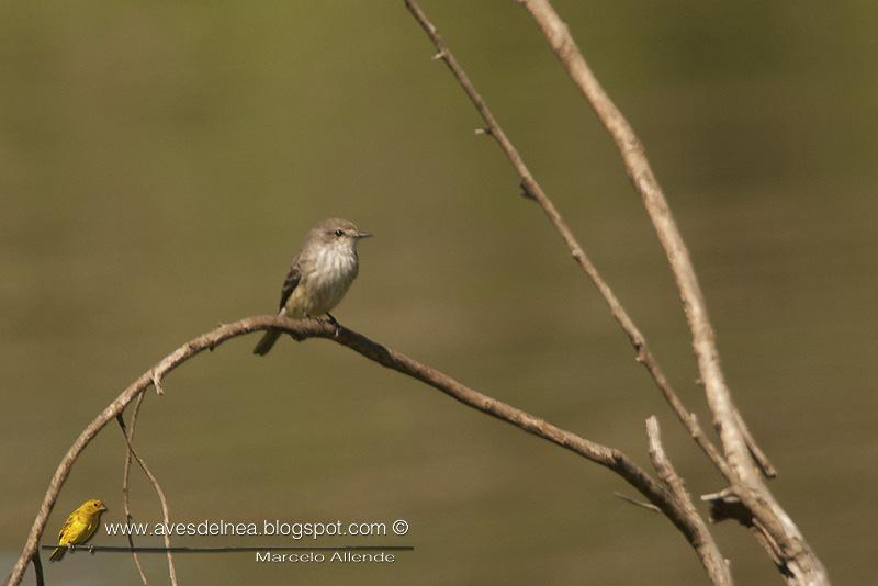 Churrinche (Vermillion Flycatcher) Pyrocephalus rubinus