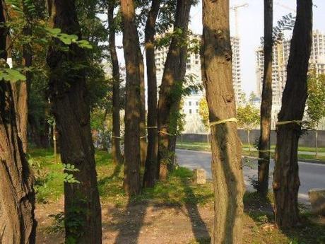 Ucrania ató cintas amarillas a los árboles por la libertad de los Cinco Héroes Cubanos