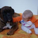 Beneficios de las mascotas para el desarrollo de los niños Beneficios de las mascotas para el desarrollo de los niños