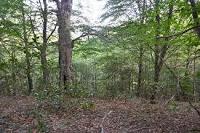 Las extraordinarias hayas del Montnegre