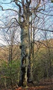 Las extraordinarias hayas del Montnegre