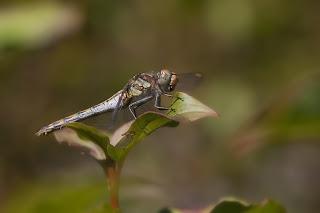 Sympetrum striolatum (Charpentier, 1840)