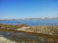 Reproducción de aves amenazadas en el Entorno de Doñana en 2013 - Breeding endangered birds in the surroundings of Donana National Park in 2013.