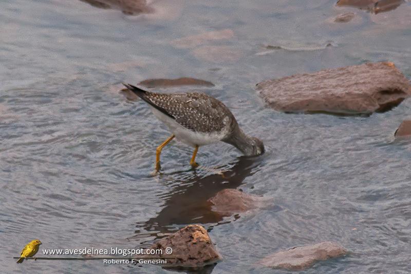 Pitotoy chico (Lesser Yellowlegs) Tringa flavipes