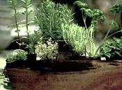 Hierbas Crecen Mejor Jardineras Madera