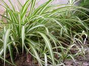 Chlorophytum comosum