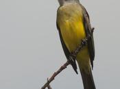 Suirirí real (Tropical Kingbird) Tyrannus melancholicus