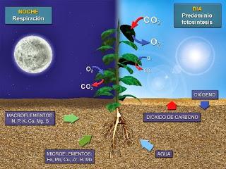 ¿QUE ES LA FOTOSÍNTESIS?