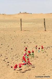 Moulud Yeslem siembra flores en el muro marroquí en el Sahara Occidental