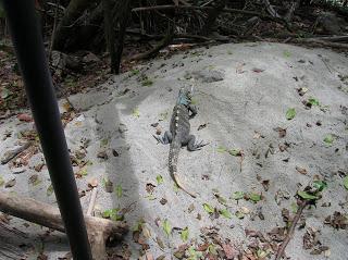 Iguana Parque Nacional Manuel Antonio, Costa Rica, vuelta al mundo, round the world, La vuelta al mundo de Asun y Ricardo, mundoporlibre.com