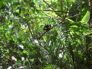 Mono carablanca Parque Nacional Manuel Antonio,Costa Rica, vuelta al mundo, round the world, La vuelta al mundo de Asun y Ricardo, mundoporlibre.com