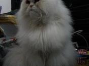 Androidografia Barakaldo CCCXLVIII. Hyoga