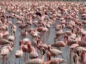 Adiós, ralkólnikov