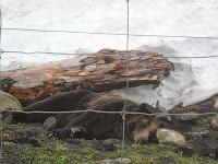 Vancouver: Puente Capilano y Grouse Mountain