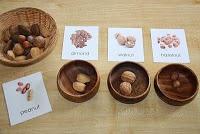 Recursos: Actividades y materiales lógico matemáticos para otoño