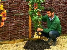 Planta que da Tomates y Patatas, Tom Tato