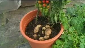 Planta que da Tomates y Patatas, Tom Tato