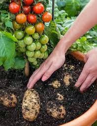 Planta que da Tomates y Patatas, Tom Tato