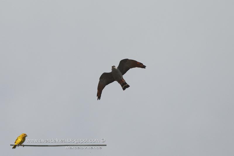 Milano plomizo (Plumbeous kite) Ictinia plumbea