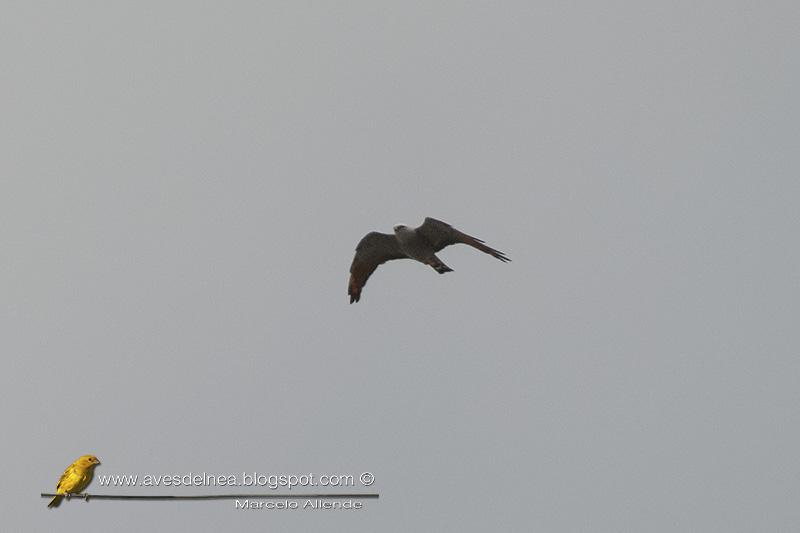 Milano plomizo (Plumbeous kite) Ictinia plumbea