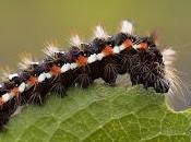 Acronicta (Viminia) rumicis (Linnaeus, 1758)