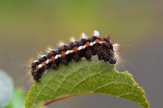 Para ampliar Acronicta (Viminia) rumicis (Linnaeus, 1758) hacer clic