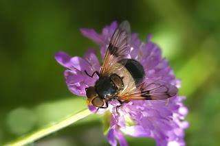 Para ampliar Volucella pellucens (Linnaeus, 1758) hacer clic