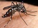 pican mosquitos?