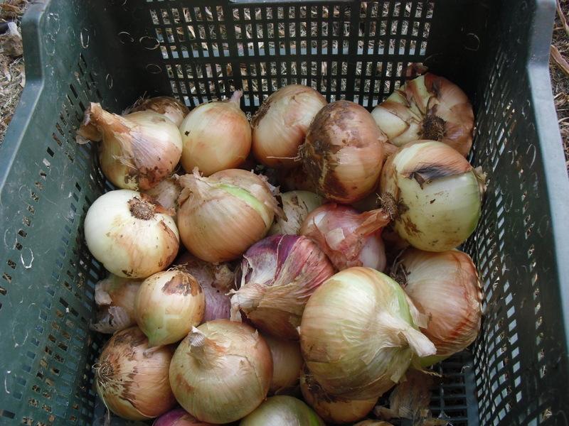 LA ACTIVIDAD EN EL HUERTO EN JUNIO 2013