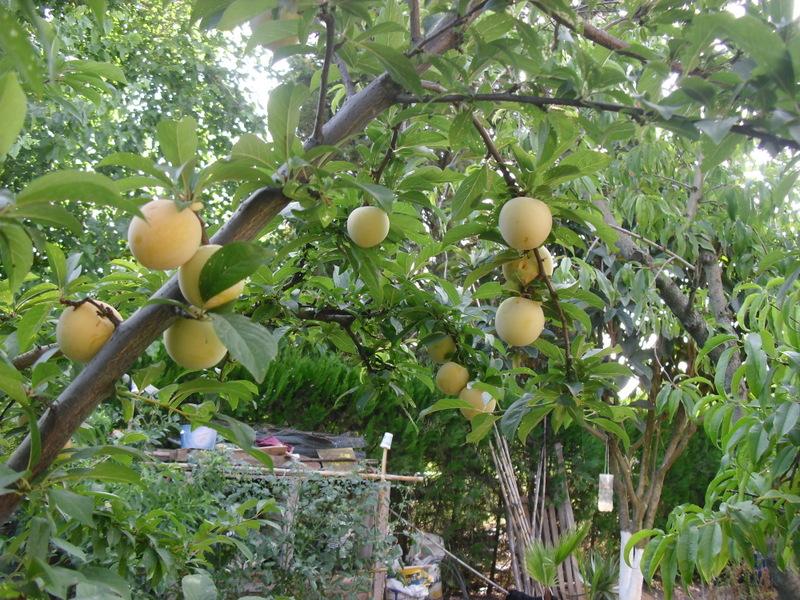 LA ACTIVIDAD EN EL HUERTO EN JUNIO 2013