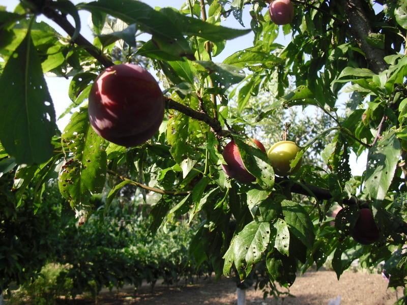 LA ACTIVIDAD EN EL HUERTO EN JUNIO 2013