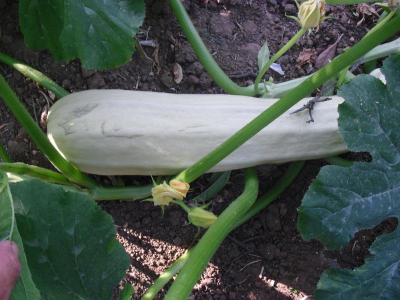 LA ACTIVIDAD EN EL HUERTO EN JUNIO 2013