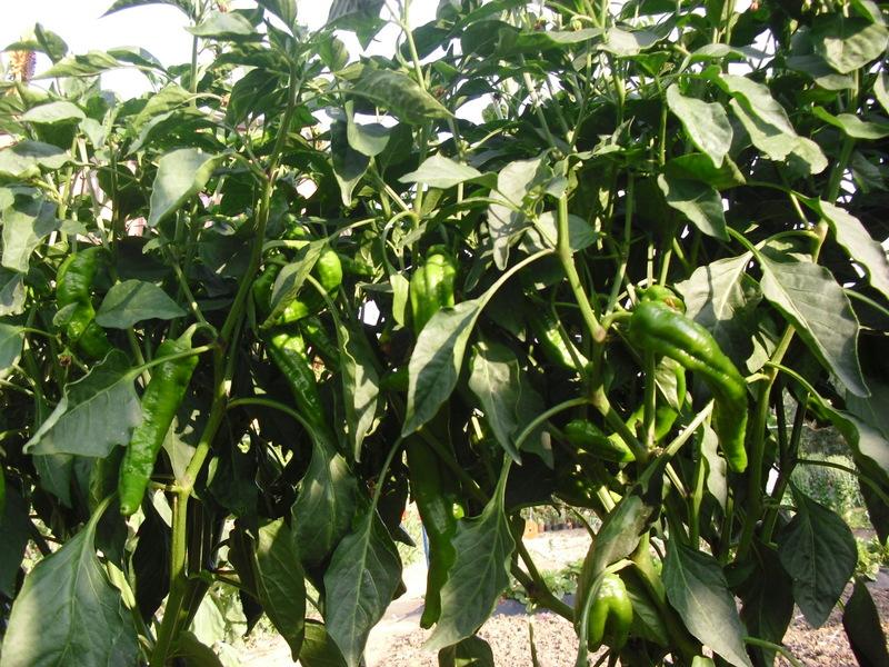 LA ACTIVIDAD EN EL HUERTO EN JUNIO 2013