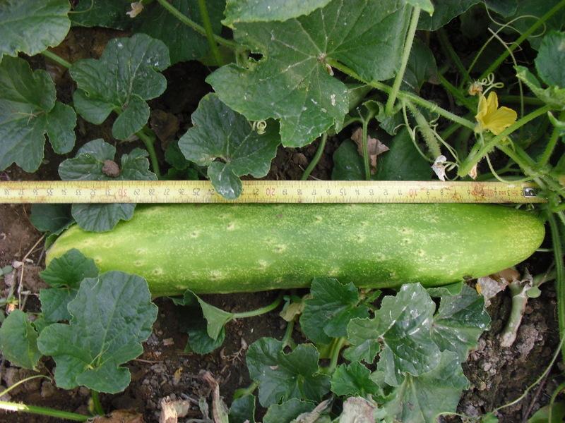 LA ACTIVIDAD EN EL HUERTO EN JUNIO 2013