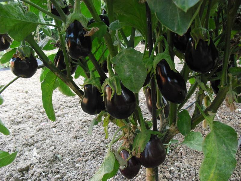 LA ACTIVIDAD EN EL HUERTO EN JUNIO 2013