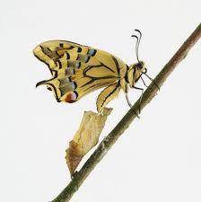 mariposa oruga