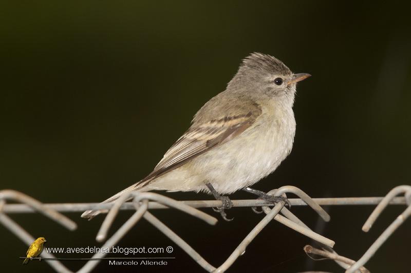 Piojito silbón (Southern beardless-Tyrannulet) Camptostoma obsoletum