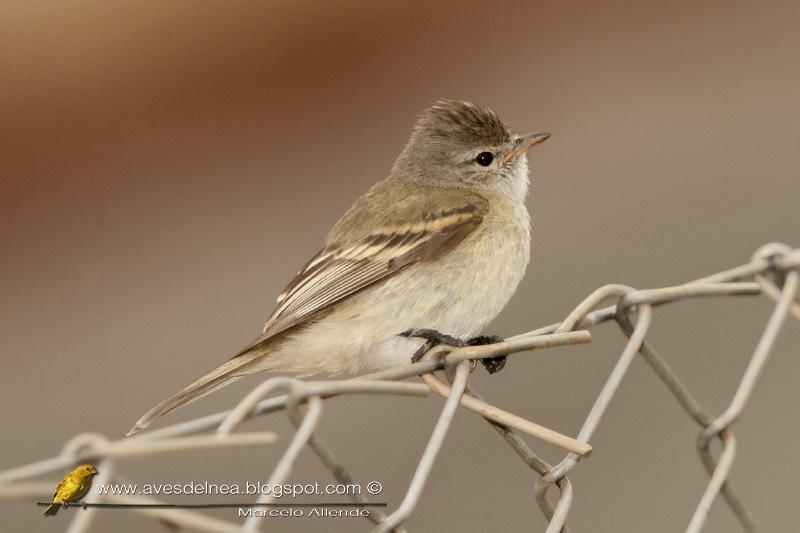 Piojito silbón (Southern beardless-Tyrannulet) Camptostoma obsoletum