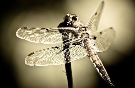 La Leyenda de las Libélulas. Joyas de Plata de Buena Suerte. La Leyenda de las Libélulas. Joyas de Plata de Buena Suerte