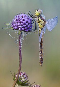 La Leyenda de las Libélulas. Joyas de Plata de Buena Suerte. La Leyenda de las Libélulas. Joyas de Plata de Buena Suerte