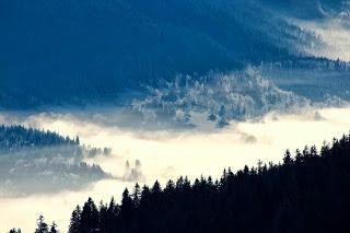 Bosque en Francia, forest France