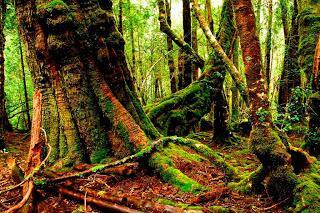Bosque en Tasmania (Australia), forest Tasmania (Australia)