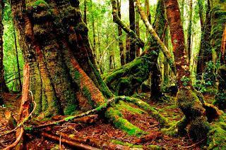 Bosque en Tasmania (Australia), forest Tasmania (Australia)