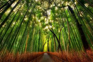 Bosque en Japón, forest Japan