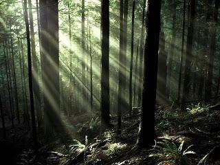 Bosque en Canadá, forest Canada