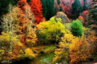 Bosque en Navarra (Irati), forest Navarre