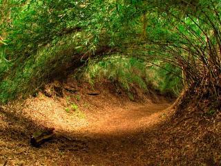 Bosque en Argentina, forest Argentina