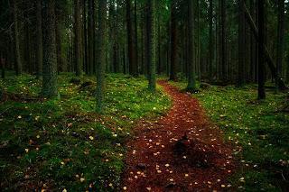 Bosque en Finlandia, forest Finland