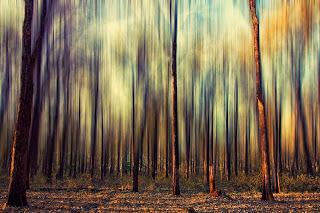 Bosque en India, forest India